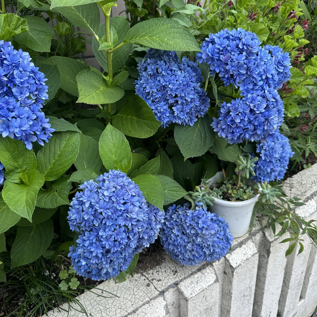 梅雨って、なんか調子出ない。私だけ?