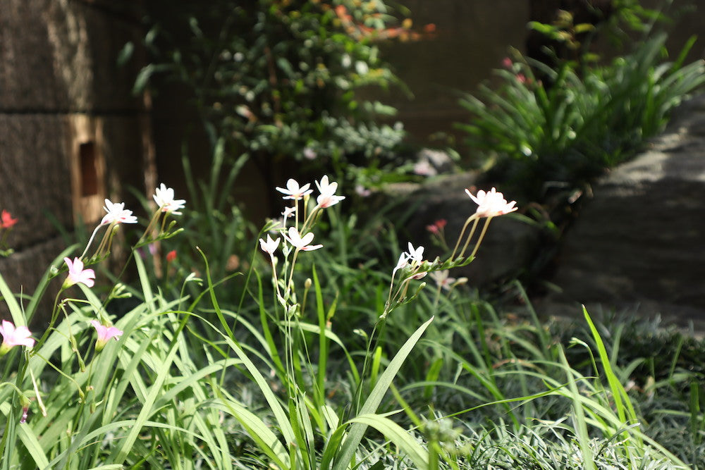 "ウェルネス"という言葉の意味について考えてみました